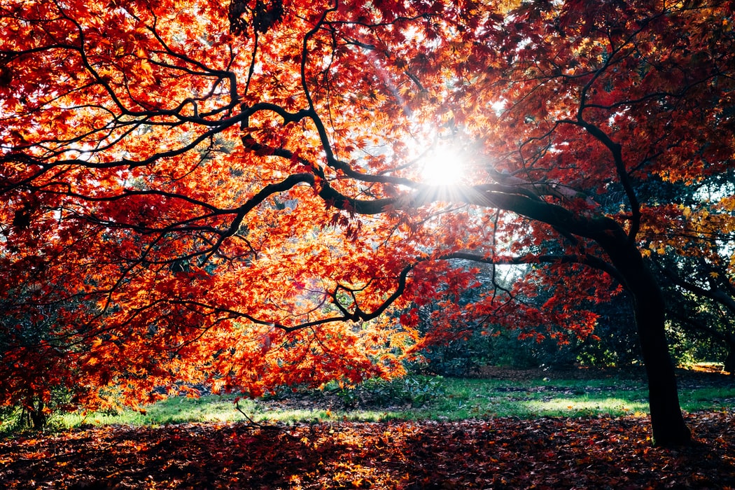 AF_FallTree
