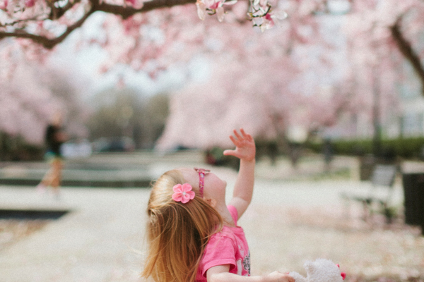 Little girl looks at blossoms on a tree | Sparkhouse Blo
