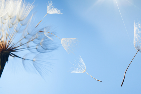 Dandelion seeds blowing in the wind | Sparkhouse Blog