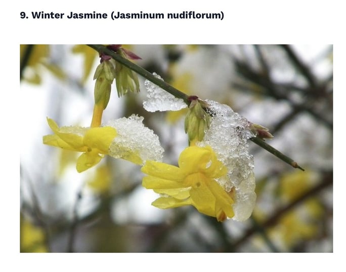 Winter jasmine