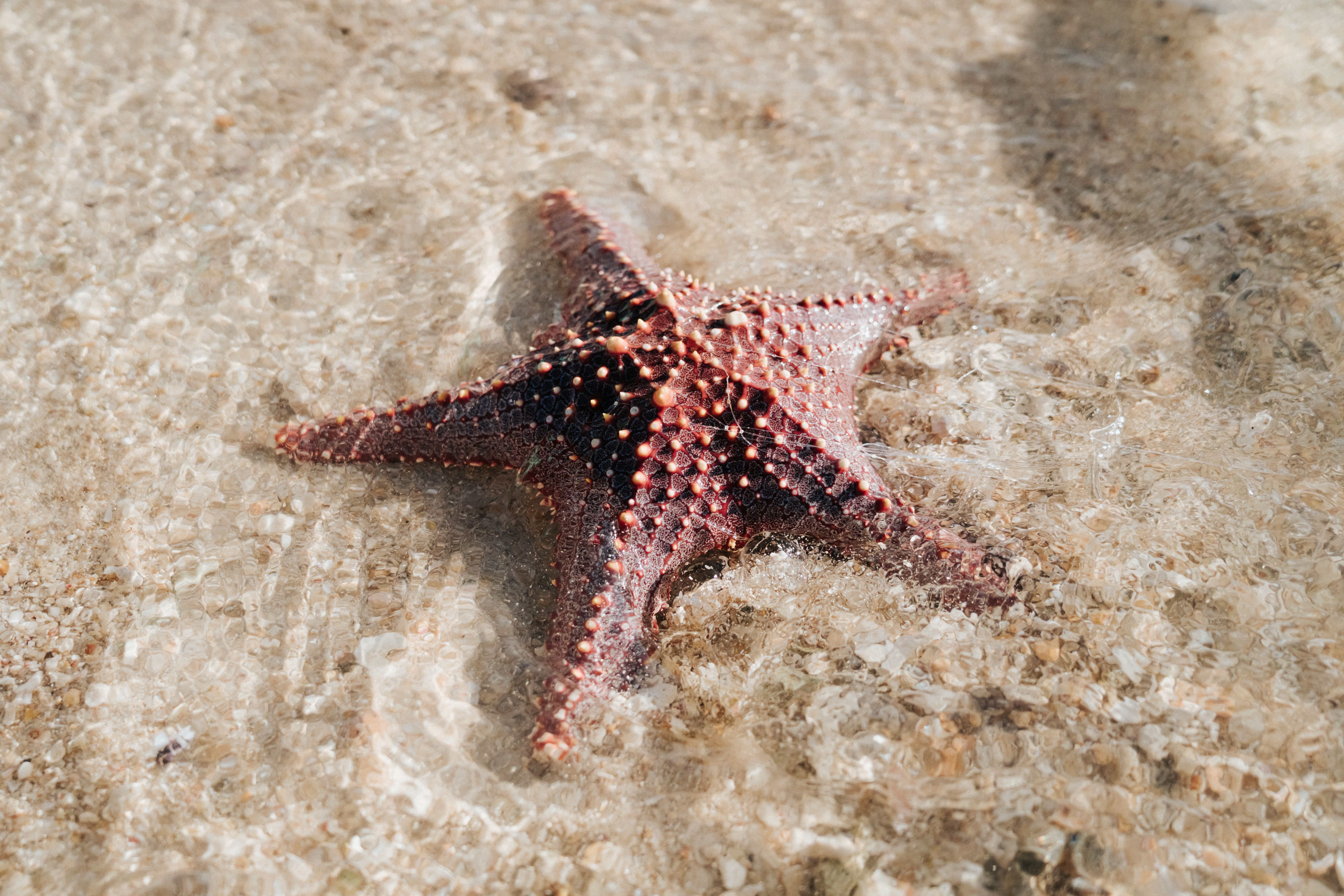 starfish placeholder animal water blog